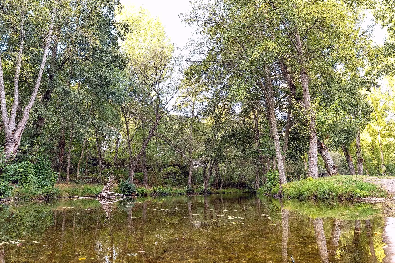 Lagoa rodeada de choupos e salgueiros