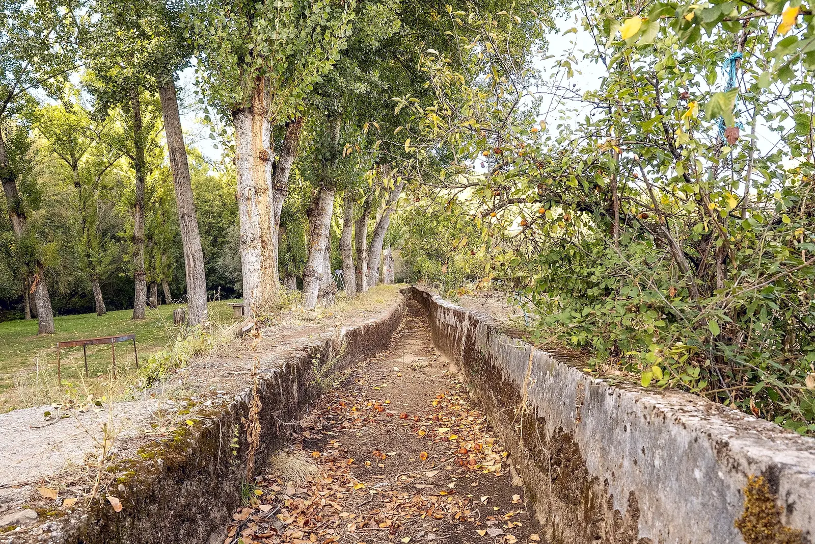 Levada de pedra ladeada por choupos
