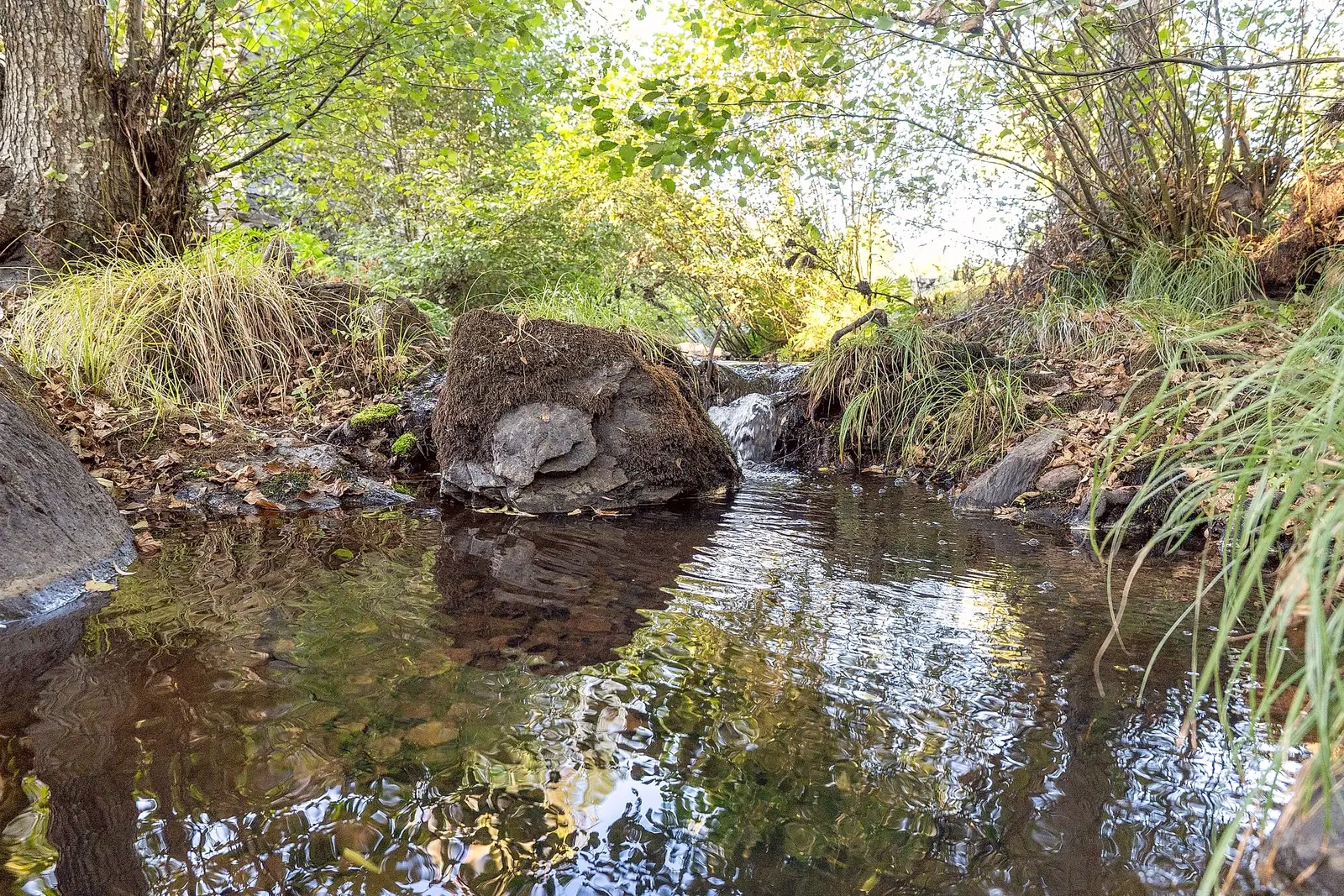 Ribeiro entre pedras e vegetação, com uma pequena cascata