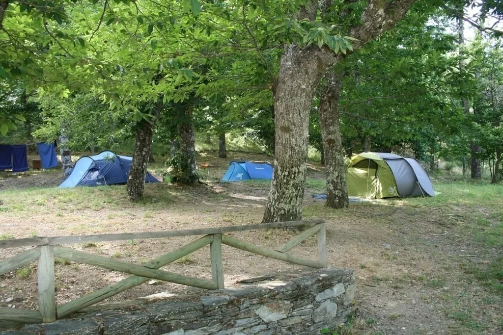 Tendas de campismo à sombra dos castanheiros, no parque de campismo